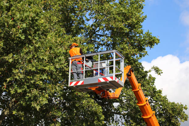 Best Hazardous Tree Removal  in Worthington, OH